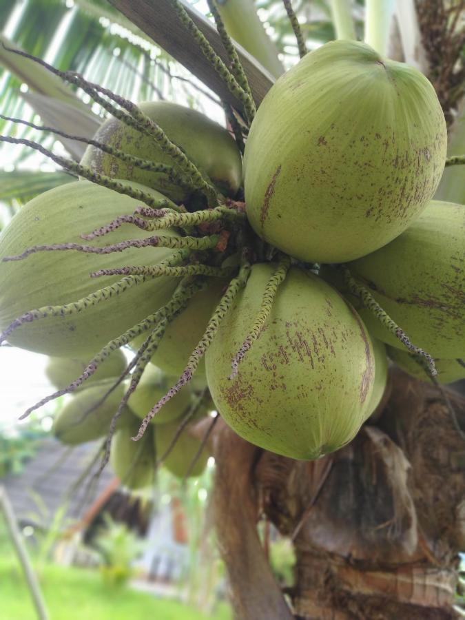 Coconut Gili Meno Ξενοδοχείο Εξωτερικό φωτογραφία